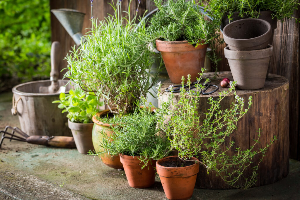 green and ecological herbs in old clay pots