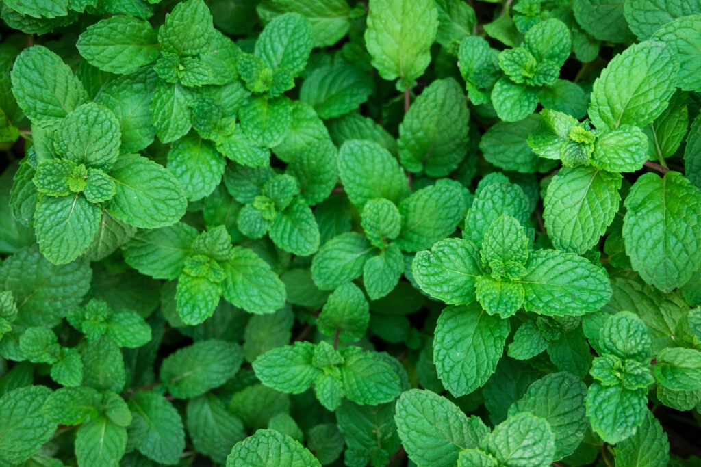 green mint plants leaves in top view for background