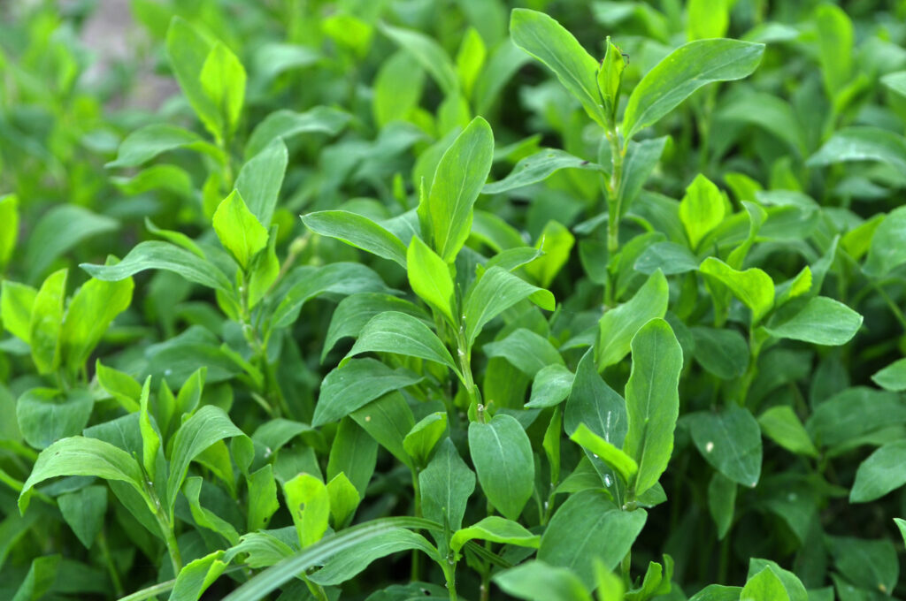 in the spring the grass is green doorweed (polygonum aviculare)