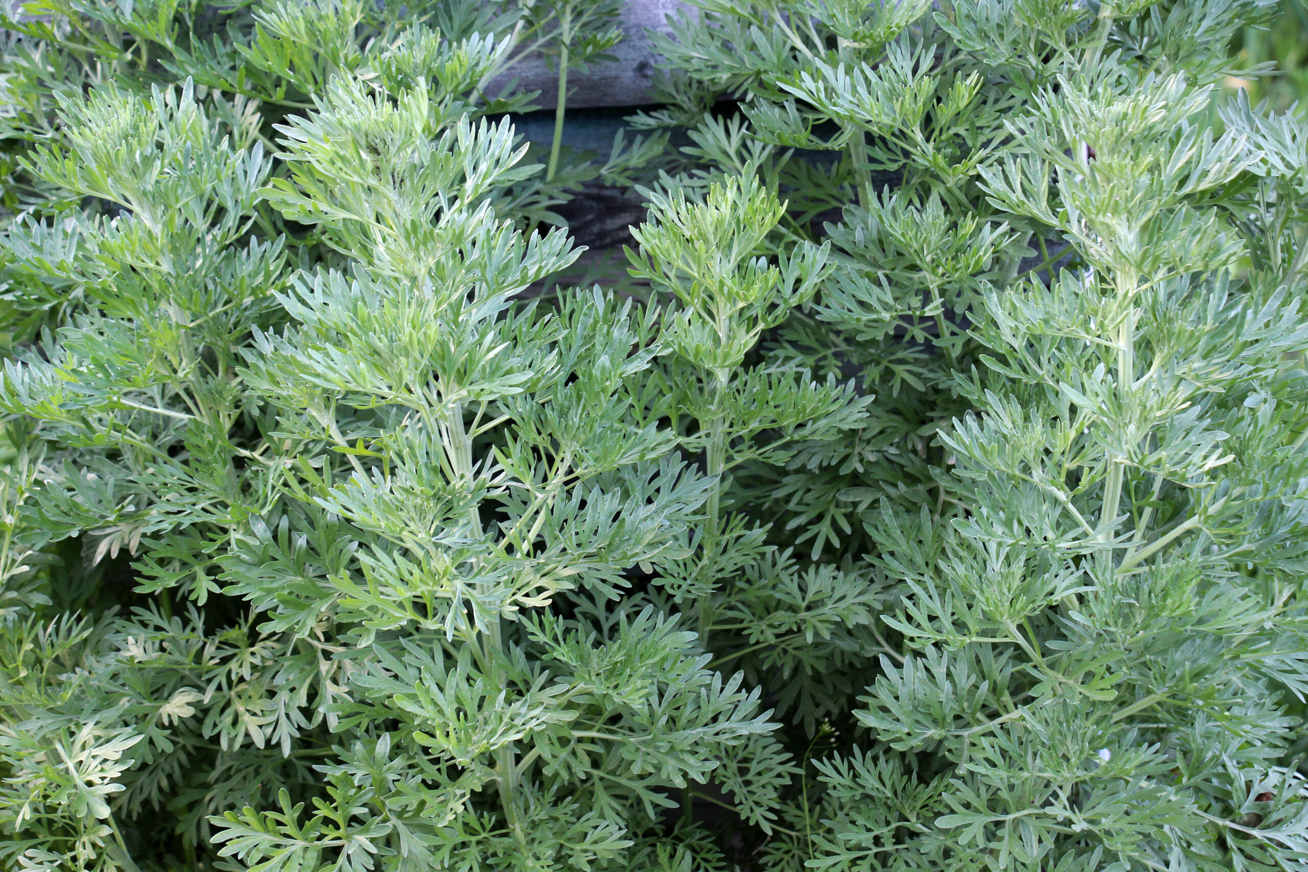 Wormwood Herb Benefits: What This Bitter Plant May Offer