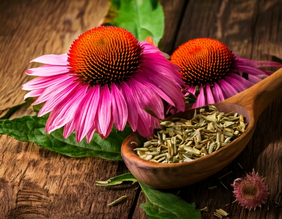 Echinacea Explained: Uses, Research, and Safe Herbal Support firefly create an image of echinacea herb 2218