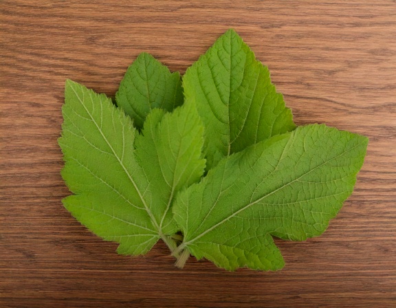 firefly create an image of mullein leaf herb 479807