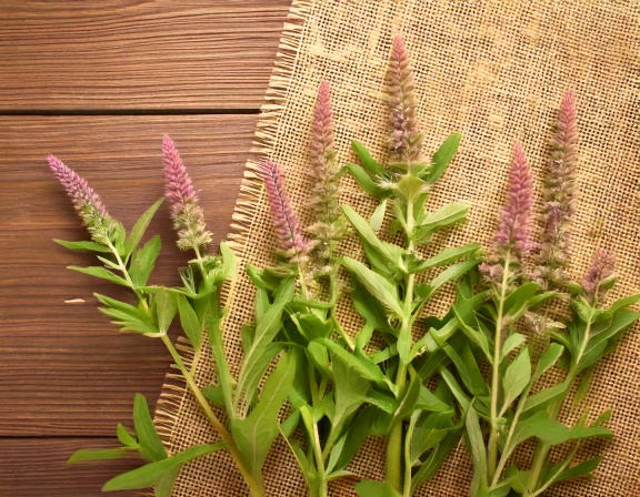 firefly create an image of skullcap herb; herbal remedy theme 927564