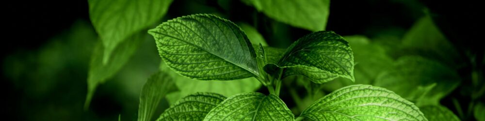 pexels photo 17500106 17500106