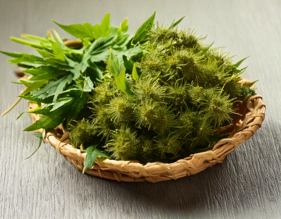 Black Cohosh Menopause Relief: Benefits and Safety firefly generate an image of black cohosh; herbal plant used in alternative medicine 110440