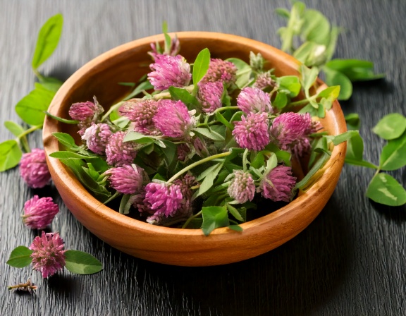 firefly generate an image of clover herb; herbal plant used in alternative medicine 363805