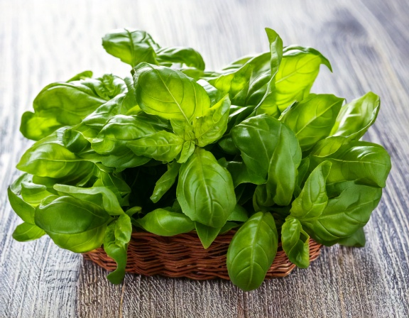 Basil Herb: How to Grow, Use, and Enjoy It Every Day firefly generate an image of basil leaves; herbal remedies concept 610970
